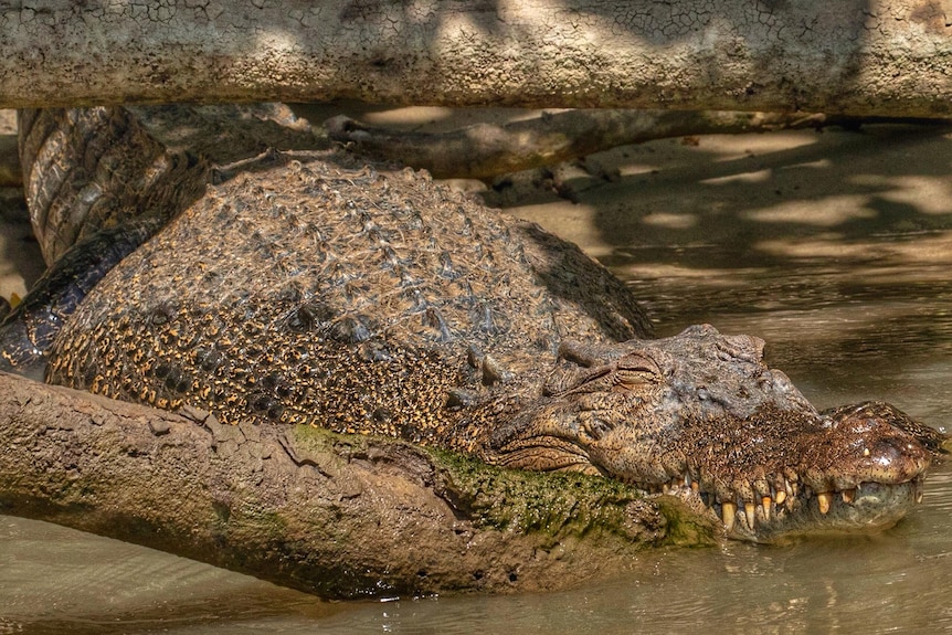 A large crocodile resting in the sun on a muddy bank