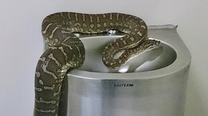 Carpet python found