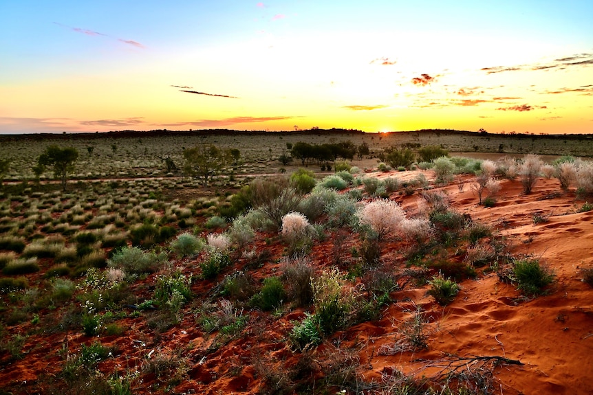 Green paddocks in the outback.