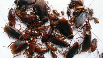 A collection of cockroaches, big and small, who have been breeding by parthenogenesis.