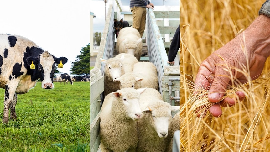 Composite of a dairy cow, sheep coming down a ramp followed by a dog, and a hand in grain