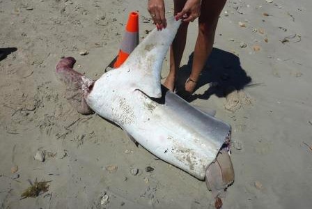 A person stands above the torso of a mutilated tiger shark on a beach.