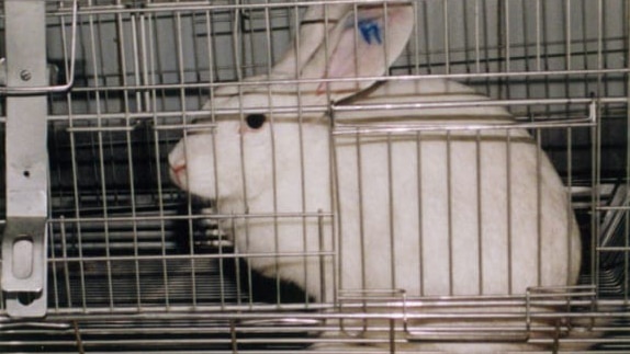 A rabbit in a cage