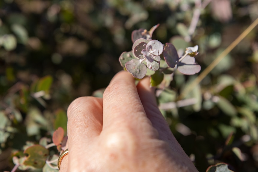 Close-up of hand holding Morrisby gum foliage.