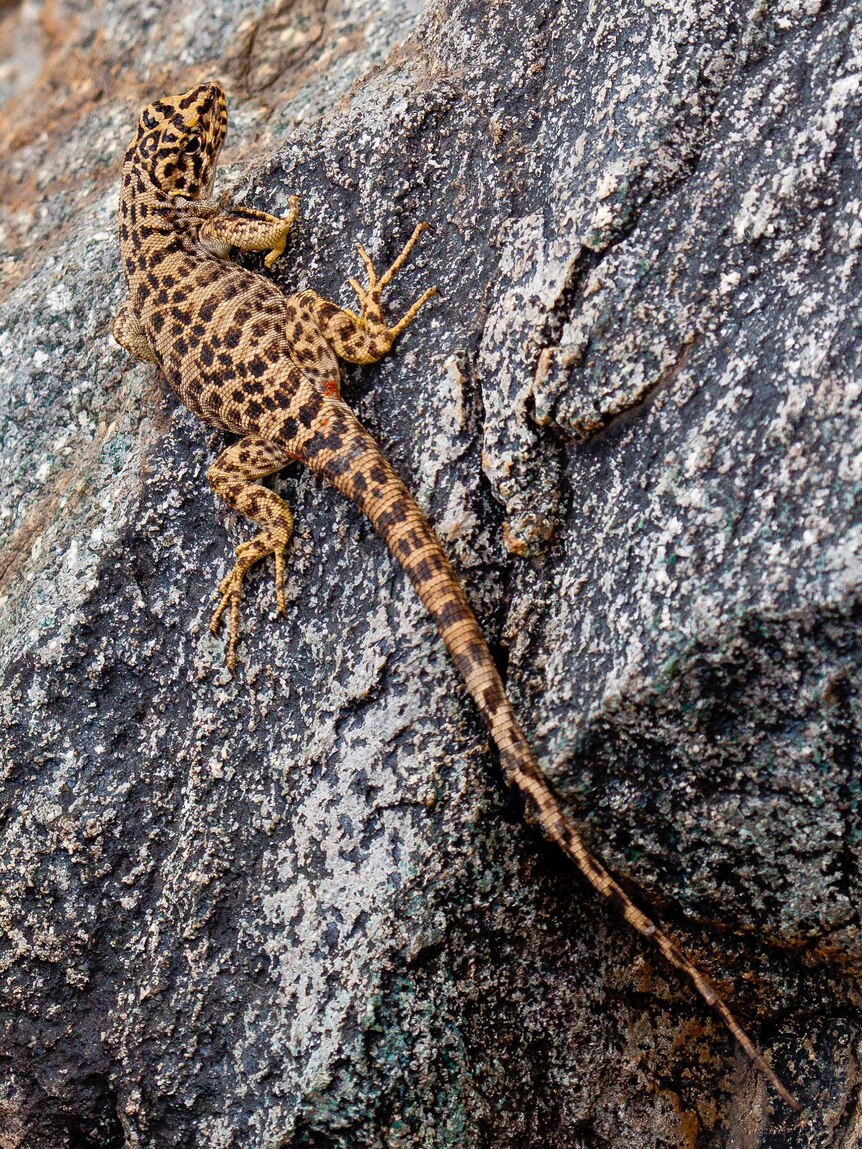 An orange brown coloured lizard with black spots sitting on a grey rock.