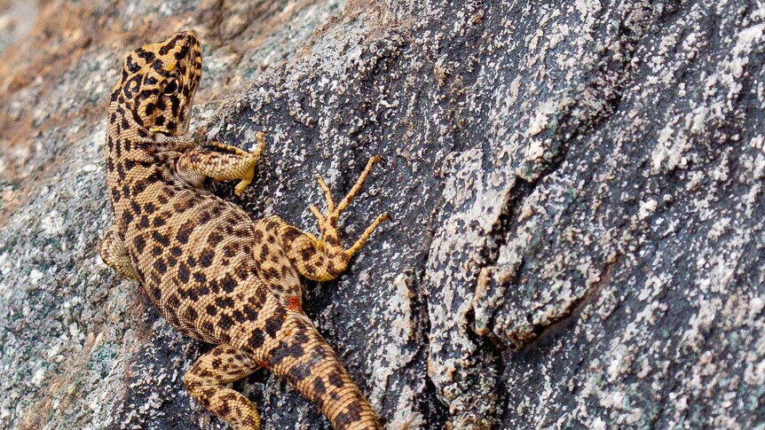 An orange brown coloured lizard with black spots sitting on a grey rock.
