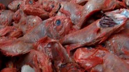 Deep sea dwellers: Fishers are increasingly turning to fish like the orange roughy. [File photo]