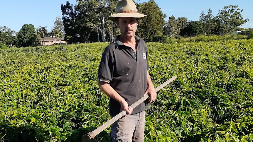 A man wearing shorts, a shirt and a hat stands in a field ready to work.