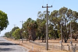 A row of power lines on a bush road. 