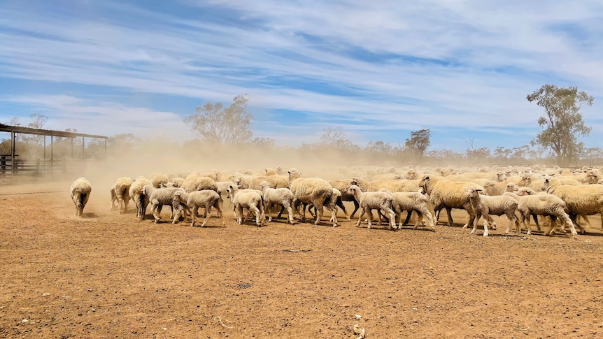A flock of sheep in a dusty sheep yard