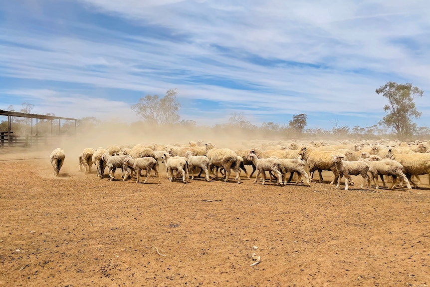 A flock of sheep in a dusty sheep yard
