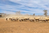 A flock of sheep in a dusty sheep yard