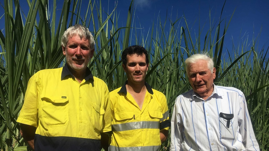 Garry, Paul and Doug Petersen stand in a canefield.