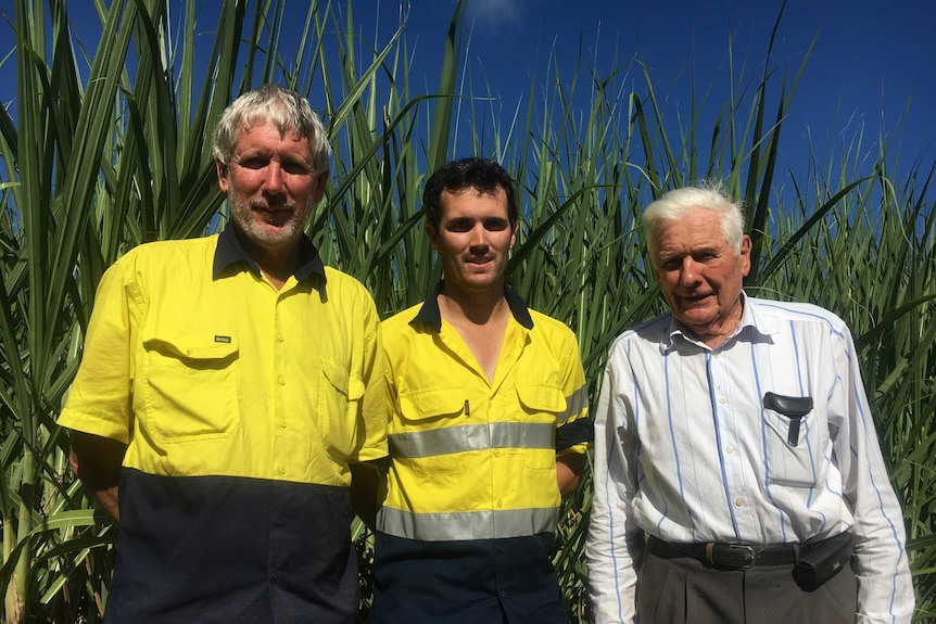 Garry, Paul and Doug Petersen stand in a canefield.
