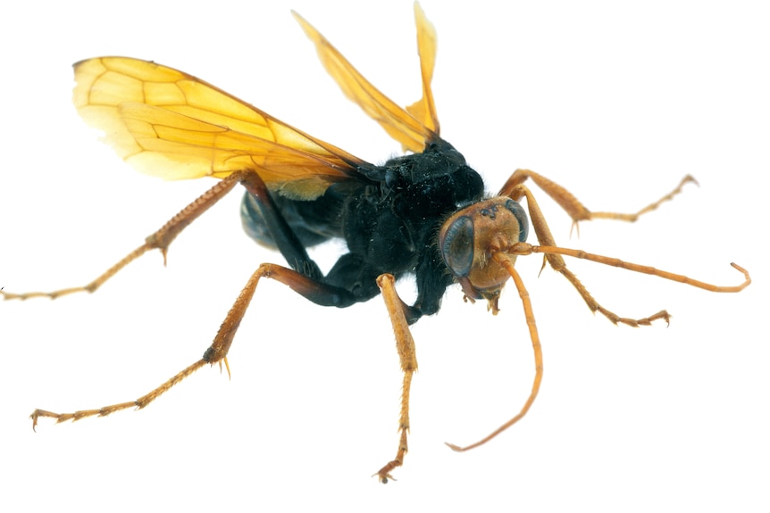 A large black and orange wasp