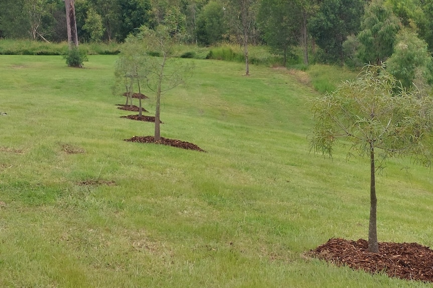 Line of young trees planted in a park.