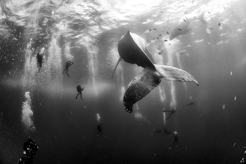 Divers observe and surround a humpback whale and her newborn calf.