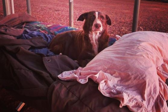 Floss resting on the camp bed.