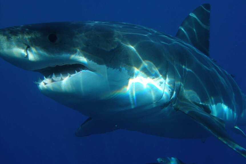 Great white shark, pictured in unidentified location.