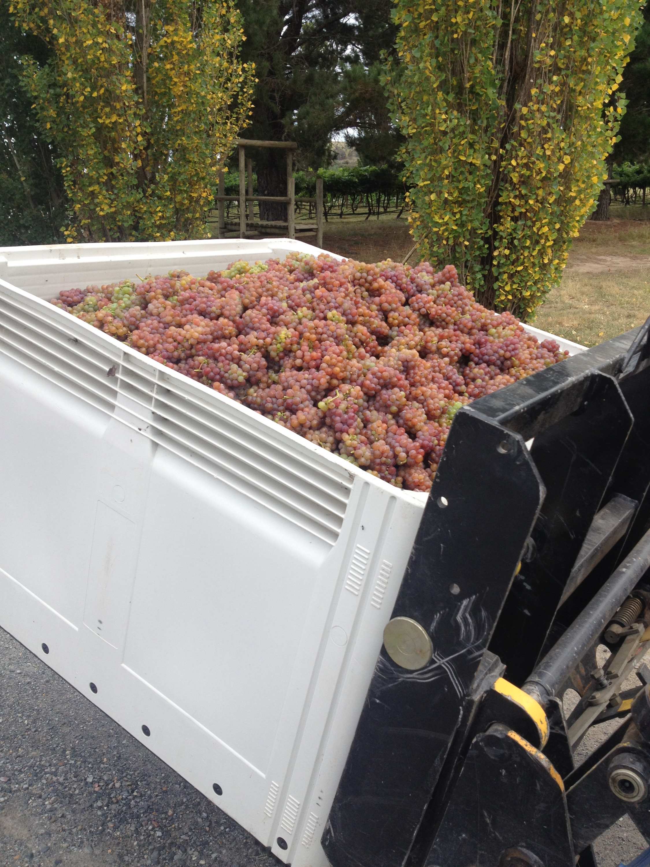 Bountiful grapes point to bumper wine vintage for Canberra district