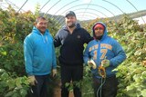 Two Tongan workers and a berry grower stand in a row of raspberries