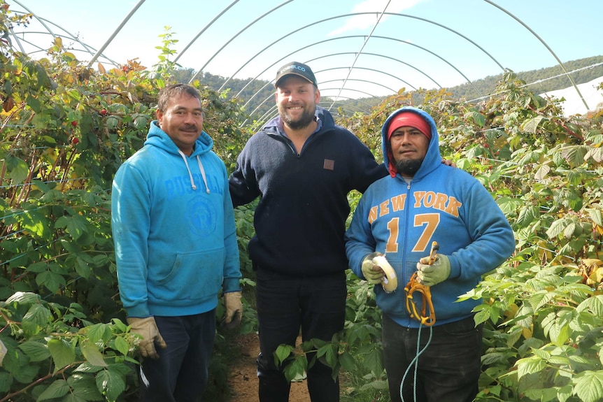 Two Tongan workers and a berry grower stand in a row of raspberries
