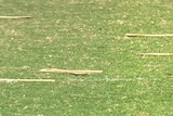 Wooden spoons on a grass oval
