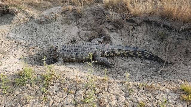 A crocodile in a ditch at Karumba
