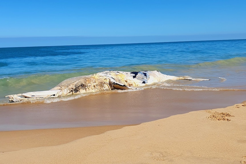  A dead whale on a beach