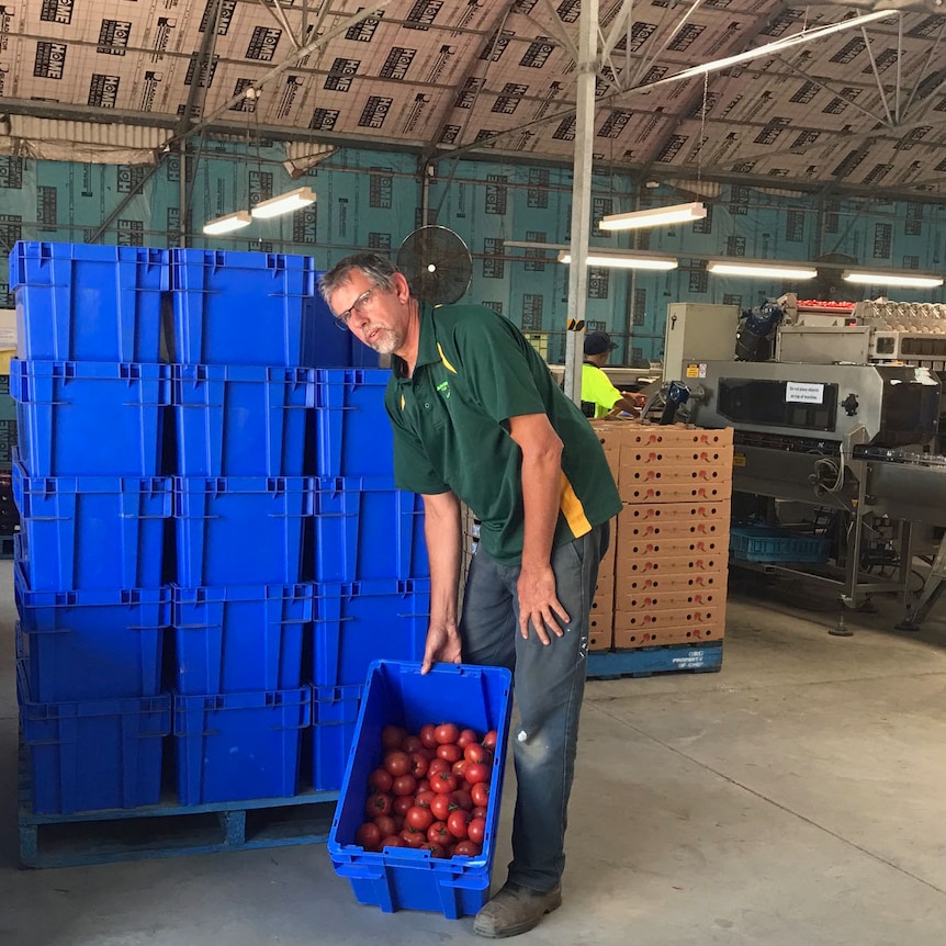 Marcus Brandsema with tomatoes