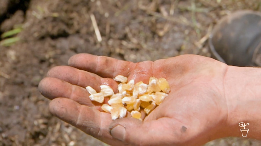 Hand stretched out with corn seeds in palm