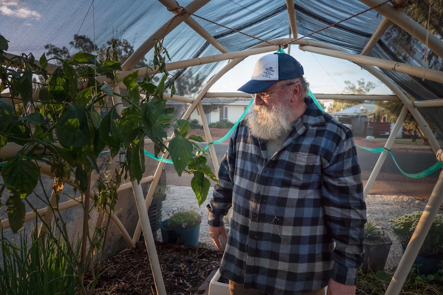 Mr Pawlaczyk's front yard is a thriving oasis of vegetables, flowers and a small greenhouse.