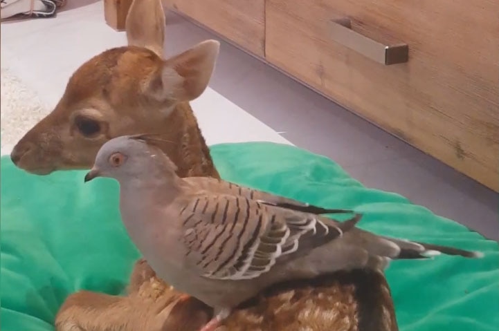 Orphaned deer Faline makes friends with bird