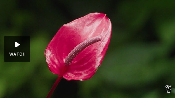 A hot pink Flamingo flower growing in a garden. Has Video.