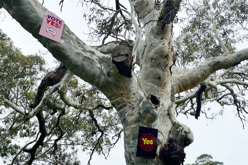 A pink and a purple Yes referendum sign on branches of a large red gum tree