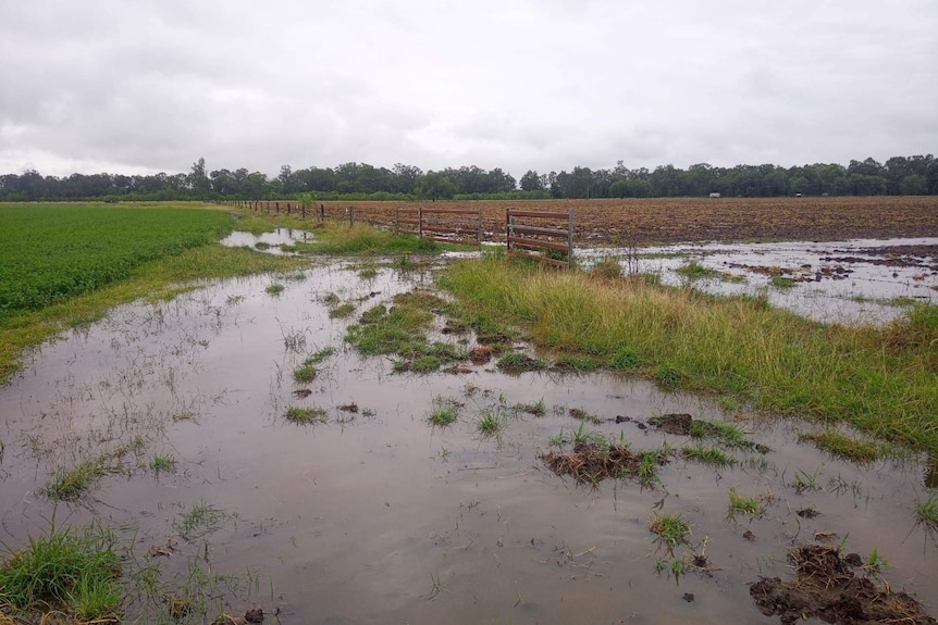 a soggy looking paddock