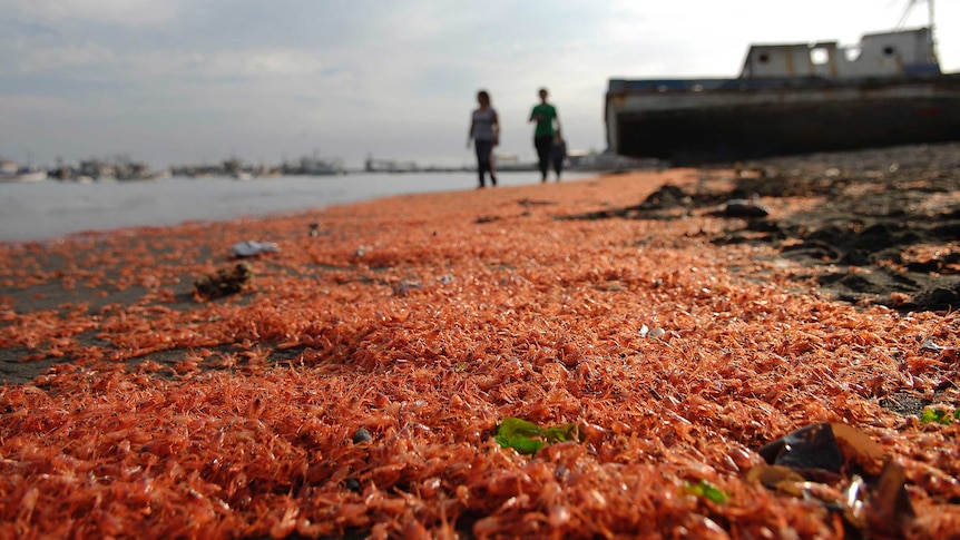 Thousands of dead prawns wash up in Chile