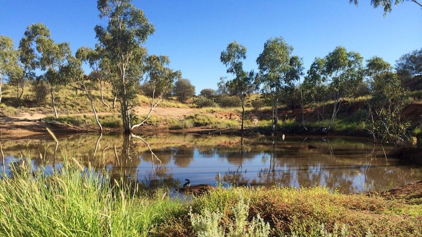 Recent rains have created lots of desert waterholes