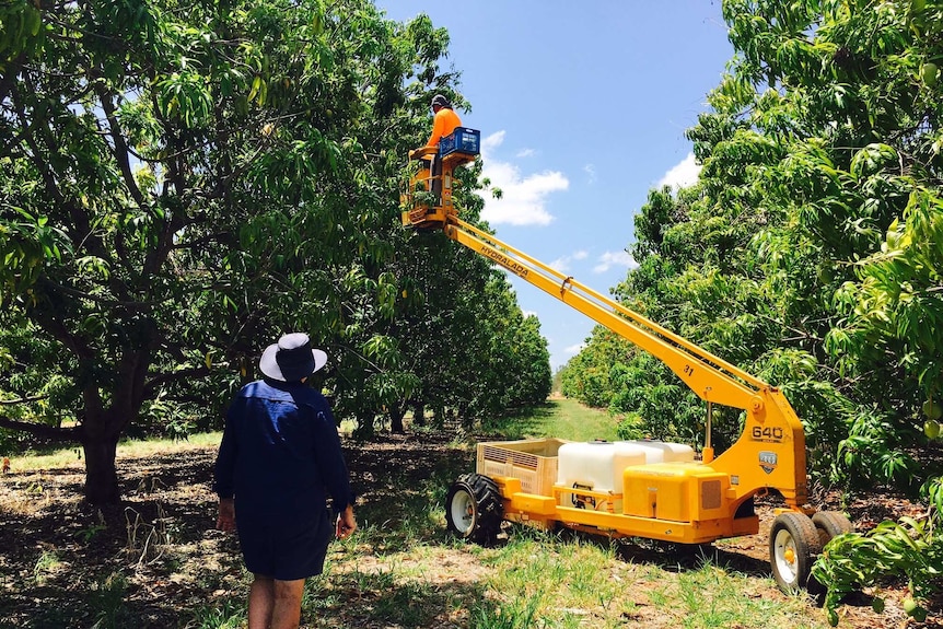 Manbulloo farm has 23 cherry picker operators who average 4-6 bins of mangoes per day.