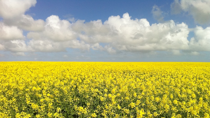 a flowering canola crop. the sky has some clouds