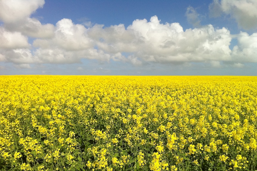 a flowering canola crop. the sky has some clouds