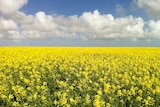 A paddock of canola in full yellow flower. The sky is blue and clouds are fluffy white.
