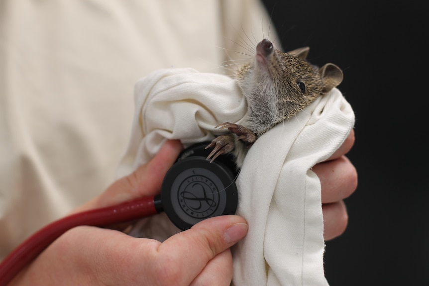 A quenda being held in a piece of cloth by a vet who is checking the animal's pulse