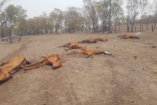 Seven dead horses lay in a paddock at a property near Toowoomba.