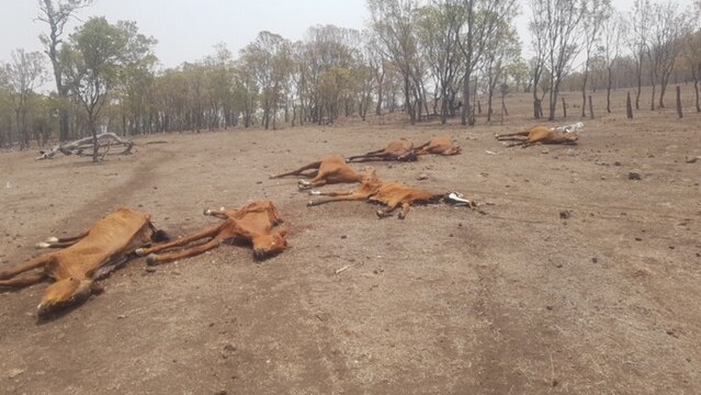 Seven dead horses lay in a paddock at a property near Toowoomba.