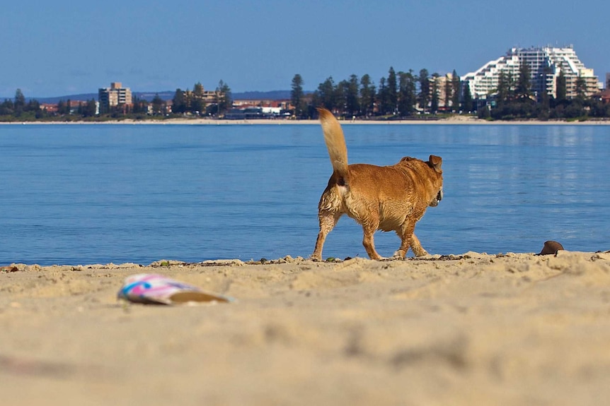 A dog walks on a beach with litter in the foreground and high rise building in the background. The dog seems happy.