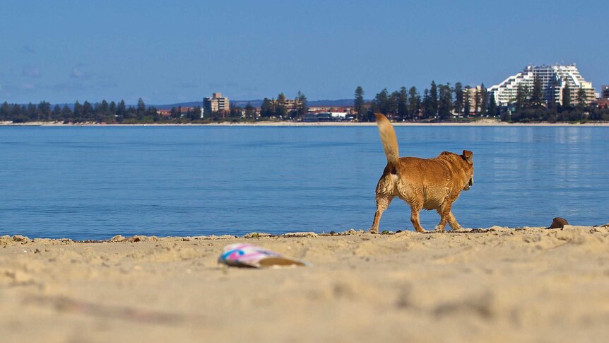 A dog walks on a beach with litter in the foreground and high rise building in the background. The dog seems happy.