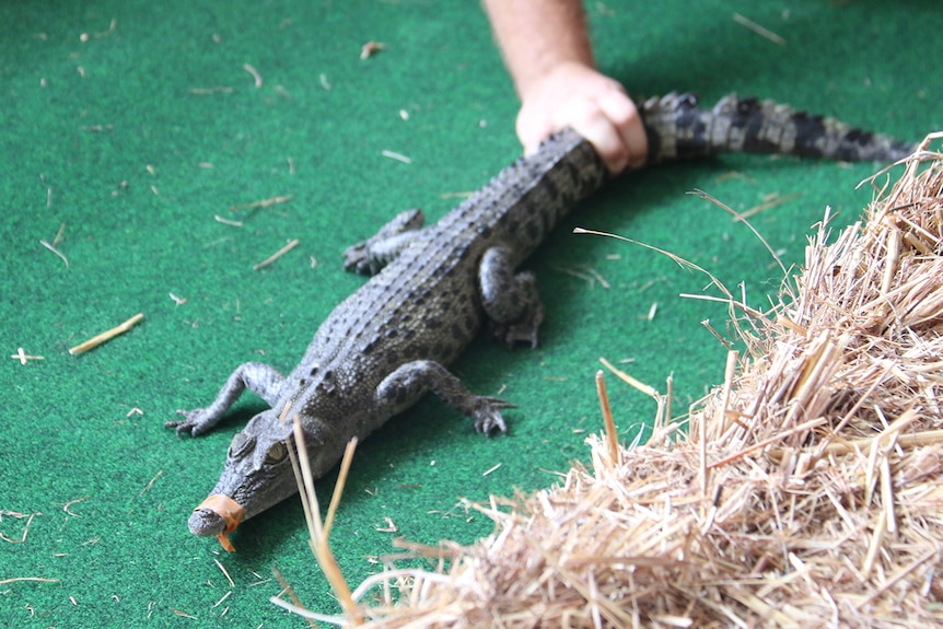 A young saltwater crocodile prepares to race in the Berry Springs crocodile race on Cup Day.