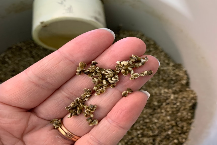 Tiny, baby oysters in a lady's hand. There are more in a bucket below.