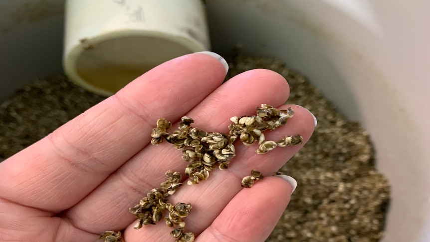Tiny, baby oysters in a lady's hand. There are more in a bucket below.